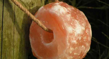 Mám přidávat sůl do stravy králíků??